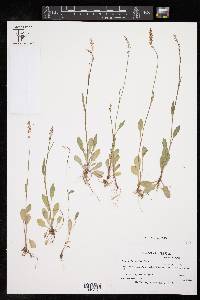 Rumex hastatulus image