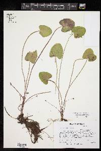 Centella asiatica image