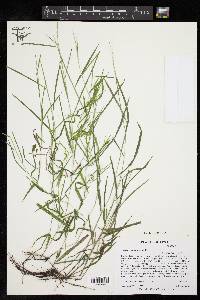 Leersia virginica image