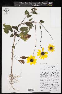 Helianthus debilis image