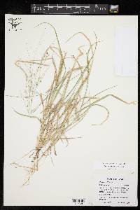 Panicum hallii image