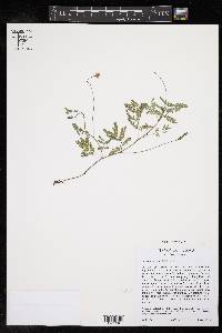 Desmanthus reticulatus image