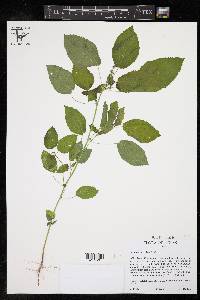 Acalypha ostryifolia image