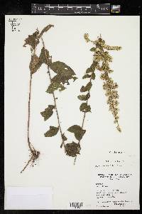 Solidago petiolaris image