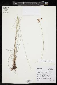 Fimbristylis puberula image