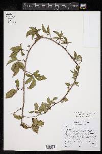 Rubus trivialis image