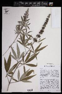 Vitex agnus-castus image