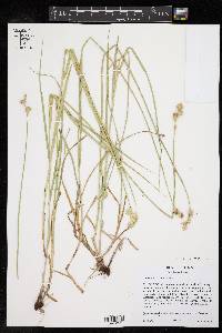 Carex tetrastachya image