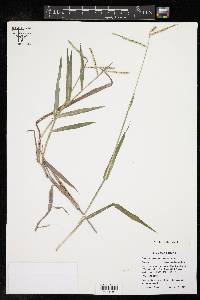 Paspalum pubiflorum image