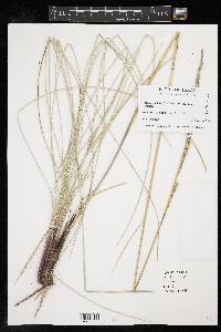 Spartina spartinae image