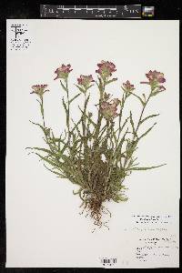 Castilleja indivisa image