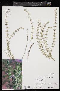 Hedeoma plicata image