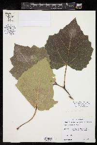 Populus deltoides var. deltoides image