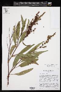 Rumex chrysocarpus image