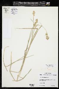 Carex tetrastachya image