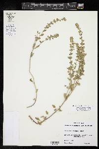 Scutellaria drummondii image