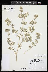 Kallstroemia parviflora image