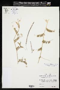 Vicia ludoviciana image