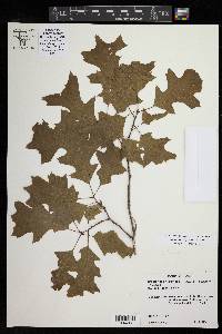Quercus buckleyi image