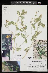 Kallstroemia parviflora image