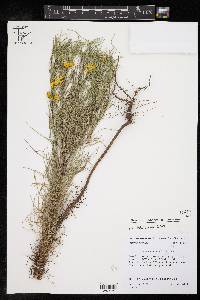 Helenium amarum var. amarum image