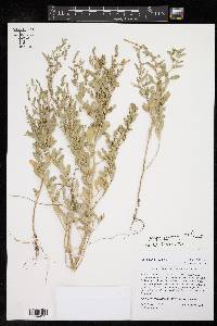 Atriplex pentandra image