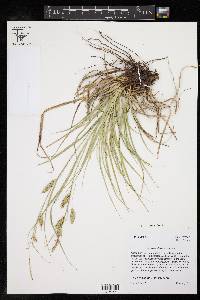 Carex cherokeensis image