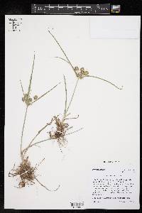 Cyperus retrorsus image