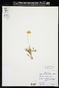 Tetraneuris scaposa image