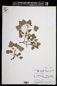 Image of Pelargonium ribifolium
