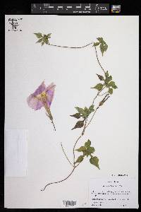 Ipomoea lindheimeri image