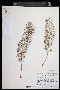 Image of Pelargonium bowkeri