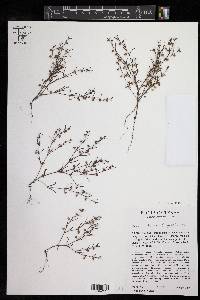 Hedyotis subviscosa image