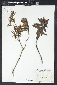 Rhododendron groenlandicum image