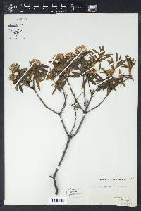 Rhododendron groenlandicum image