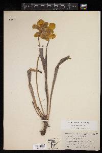 Sarracenia alata image