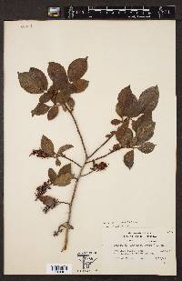 Leucothoe racemosa image