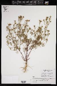 Dyssodia papposa image