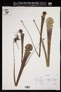 Sarracenia leucophylla image