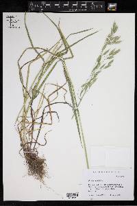 Bromus secalinus image