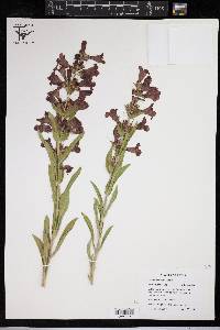 Penstemon cobaea image