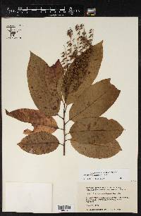 Oxydendrum arboreum image