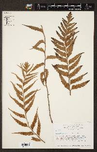 Asplenium adiantoides image