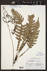 Austroblechnum lherminieri image