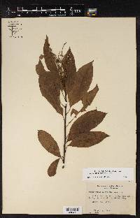 Oxydendrum arboreum image