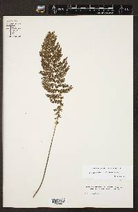 Asplenium cristatum image