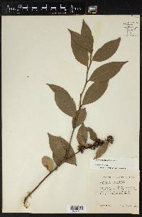 Lyonia lucida image