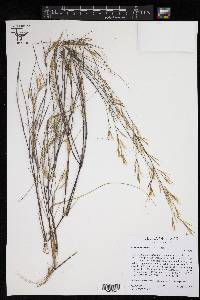 Aristida desmantha image