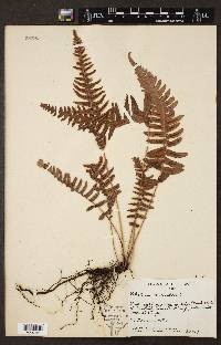 Blechnum occidentale image