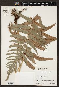 Blechnum occidentale image